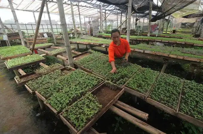 Penyediaan benih tanaman untuk lahan
