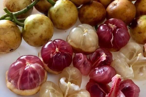 penyebab buah cepat berubah warna